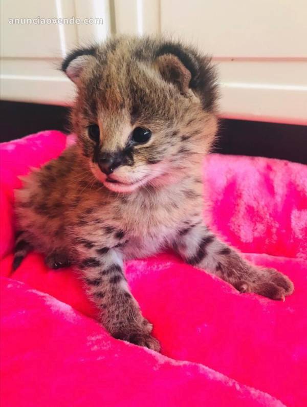 Camada de serval y savannah, gatito 1