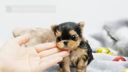 cachorros yorkshire terrier mini