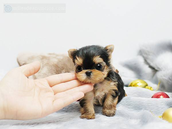 cachorros yorkshire terrier mini 1