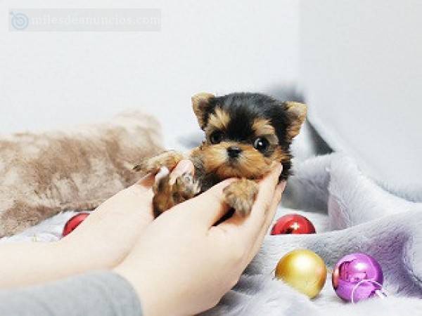 cachorros yorkshire terrier mini 2