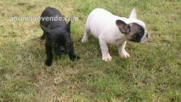 CACHORROS DE BULLDOG FRANCÉS