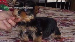 Yorkie Terrier cachorros en adopción