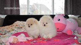 Cachorros de Pomerania para tu hogar.