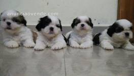 Cachorros Shih Tzu Macho y Hembra