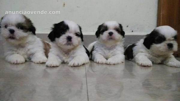 Cachorros Shih Tzu Macho y Hembra 1