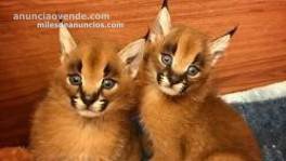 2018 Serval,savannah y caracal gatito