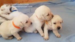 Cachorros Labrador disponibles 420€