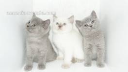 GATITOS BRITISH SHORTHAIR DISPONIBLES