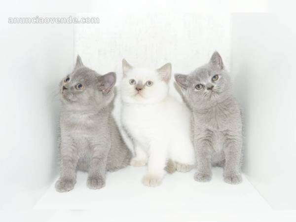 GATITOS BRITISH SHORTHAIR DISPONIBLES