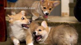 Cachorros Corgi galés rojos y blancos