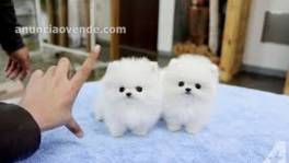 2 cachorros pomerania para tu hogar