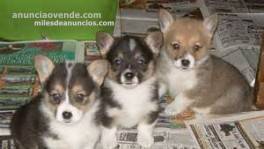 Pembroke Welsh Corgi cachorros