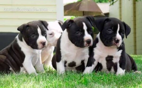 Regalo Magnifico Cachorros  Pit Bull Am