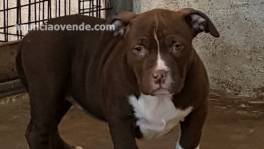 American bully 