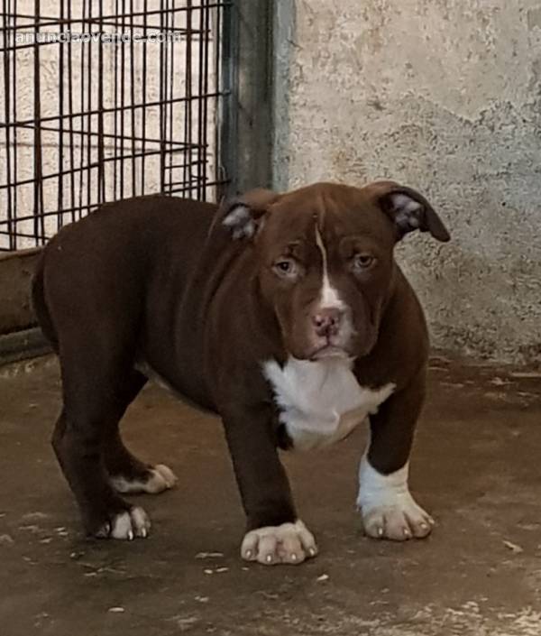 American bully 