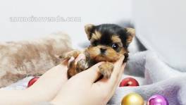 Regalo Yorkshire Terrier Puppies para ti