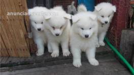 Regalo Magnifico Cachorros Samoyedo