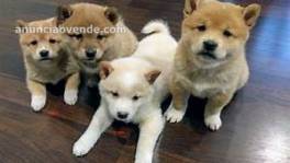 Regalo  Excelente cachorros Shiba Inu