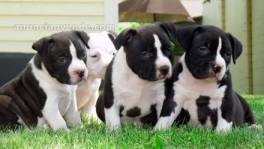 Regalo Magnifico Cachorros Pit Bull Amer