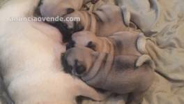 Pug carlino cachorros machos y hembras