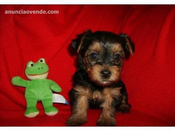 Regalo macho y hembra Yorkshire terrier  1