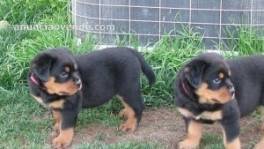 Cachorros Rottweiler saludables disponib