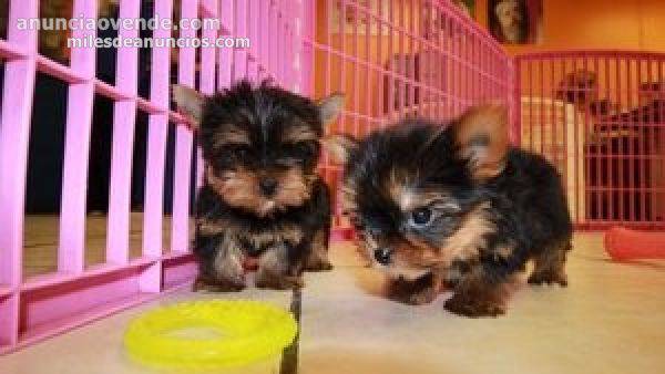 Cachorros yorkie Para A adopcion 1