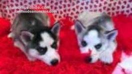 Regalo Cachorros Siberian Husky Para A