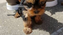 REGALO CACHORROS YORKIE EN ADOPCION