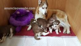 3 cachorros de husky siberiano 