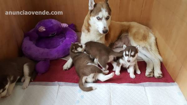 3 cachorros de husky siberiano 