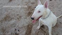 Adoptame