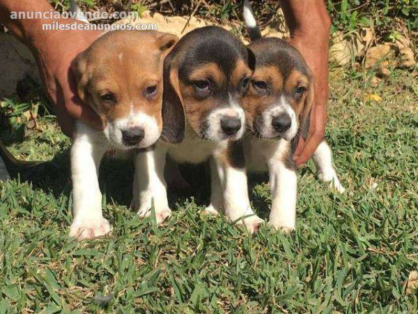 camada de beagle machos y hembras  3