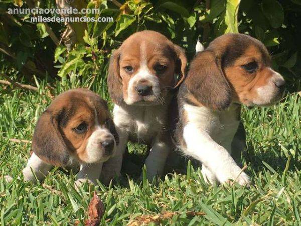 camada de beagle machos y hembras  1