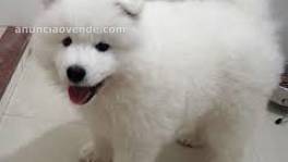 Cachorros de samoyedo blanco para adopci