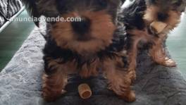 cachorros de yorkshire para adopcion