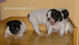 Regalo Cachorros de Bulldog Francés exce