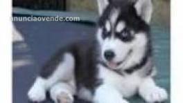 Hermosos cachorros HUSKY PARA NAVIDAD 1 