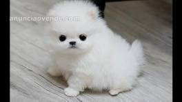 cachorros POMERANIAN PARA NAVIDAD 