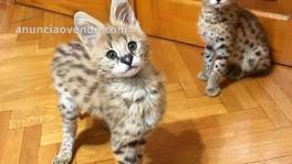 Hermosos gatitos Serval y F1 Savannah di