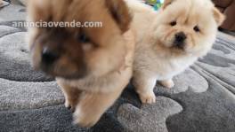 Chow Chow saludable cachorro macho y hem