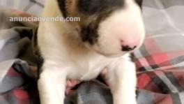 Inglés Bull Terrier disponible