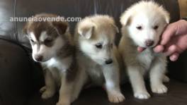 Hermosos cachorros de Husky siberiano pa