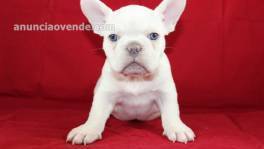 Hermosos cachorros de bulldog francés qu