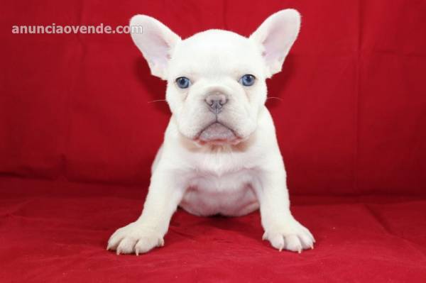 Hermosos cachorros de bulldog francés qu 1