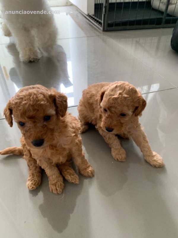 cachorros de caniche toy rojo, albaricoq