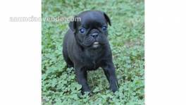 Adorables cachorros pug para la venta y 