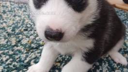 Adorable CKC Female Siberian Husky Puppi