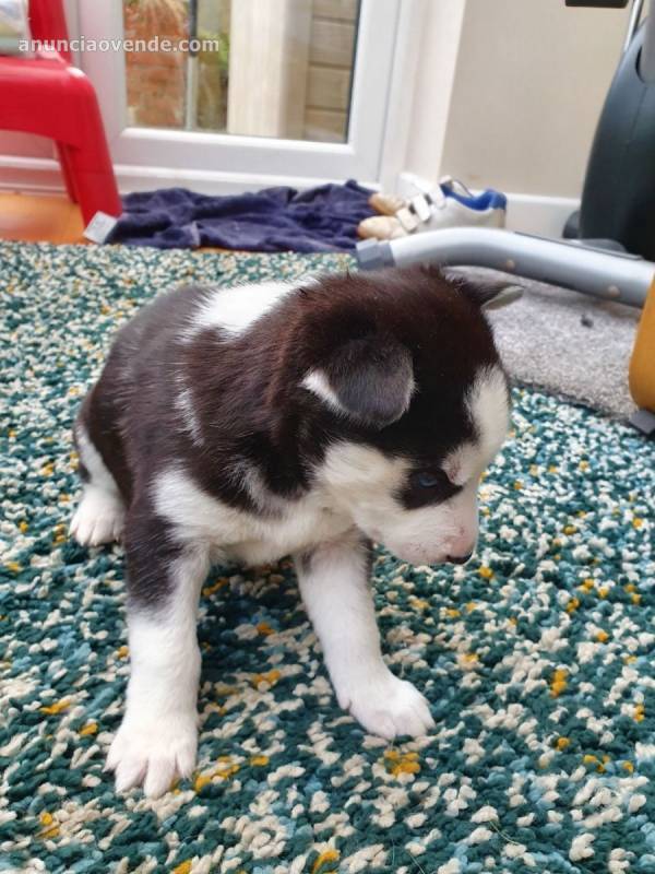 Adorable CKC Female Siberian Husky Puppi