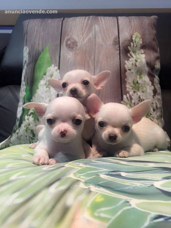 CHIHUAHUAS DESDE 550